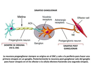 SIEMPRE SE ORIGINA
EN EL SNC
SINAPSIS GANGLIONAR
SINAPSIS POST
GANGLIONAR
La neurona preganglionar siempre se origina en el SNC y sale a la periferia para hacer una
primera sinapsis en un ganglio, Posteriormente la neurona post ganglionar sale del ganglio
para hacer sinapsis en el ms efector o la célula efectora haciendo una segunda sinapsis.
 