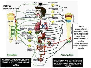 NEURONA PRE GANGLIONAR
CORTA Y POST GANGLIONAR
LARGA
CADENA
PARAVERTEBRAL
La fibra
preganglionar
discurre a través
del n. Esplacnico
para llegar
directamente a la
medula
suprarrenal que
funciona como un
ganglio
NEURONA PRE GANGLIONAR
LARGA Y POST GANGLIONAR
CORTA
 