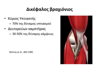 Δικέφαλος βραχιόνιος 
• Κύριος Υπτιαστής 
– 70% της δύναμης υπτιασμού 
• Δευτερεύων καμπτήρας 
– 30-50% της δύναμης κάμψεως 
Morrey et al , JBJS 1985 
 