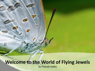 Welcome to the World of Flying Jewels
by Pubudu Indika
 