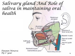 Salivary gland And Role of
saliva in maintaining oral
health

Darpan Nenava
PG 1st year

1

 