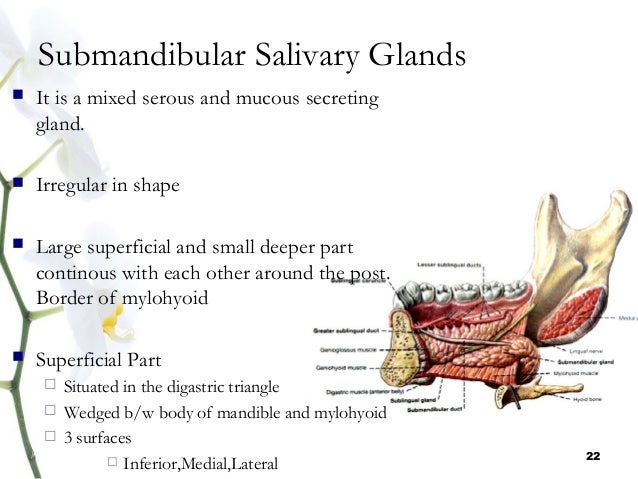 salivary gland and saliva darpan