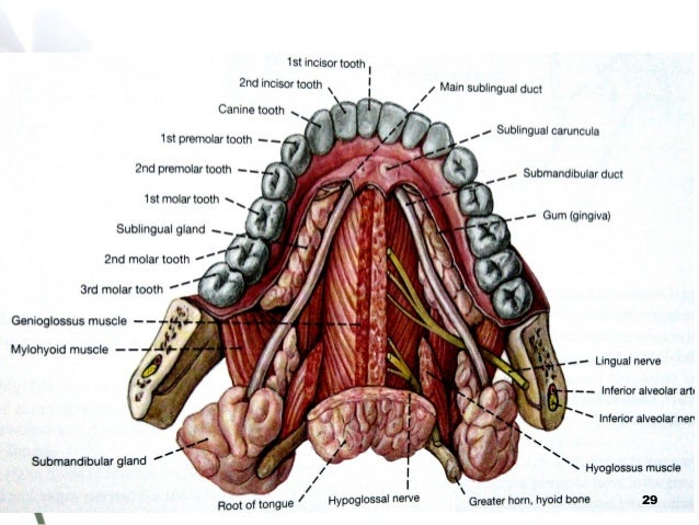Lingual Nerve Hyoglossus