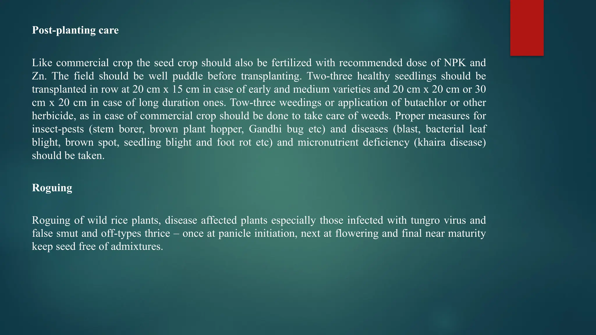 Post-planting care
Like commercial crop the seed crop should also be fertilized with recommended dose of NPK and
Zn. The field should be well puddle before transplanting. Two-three healthy seedlings should be
transplanted in row at 20 cm x 15 cm in case of early and medium varieties and 20 cm x 20 cm or 30
cm x 20 cm in case of long duration ones. Tow-three weedings or application of butachlor or other
herbicide, as in case of commercial crop should be done to take care of weeds. Proper measures for
insect-pests (stem borer, brown plant hopper, Gandhi bug etc) and diseases (blast, bacterial leaf
blight, brown spot, seedling blight and foot rot etc) and micronutrient deficiency (khaira disease)
should be taken.
Roguing
Roguing of wild rice plants, disease affected plants especially those infected with tungro virus and
false smut and off-types thrice – once at panicle initiation, next at flowering and final near maturity
keep seed free of admixtures.
 
