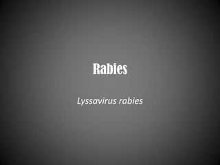 Rabies Lyssavirus rabies 