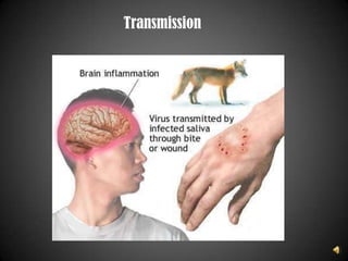 Species= Rabies virusIn 1880, Louis Pasteur began his research on Rabies.  During this time, mysterious deaths from “hydrophobia” (fear of water) were popping up all over Europe.  Pasteur identified the virus by growing it in rabbits.  His team was then able to remove the spinal cords of these infected rabbits and expose them to air, thus weakening the virus.  Vaccines were then created using these weakened forms of the rabies virus.  