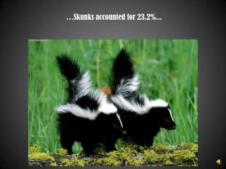 According to the CDC, in 2008, raccoons accounted for 34.9% of all rabid wildlife cases… 