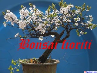 Bonsai fioriti

 