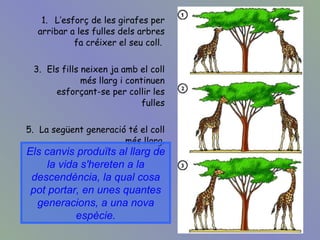 L’esforç de les girafes per arribar a les fulles dels arbres fa créixer el seu coll.  Els fills neixen ja amb el coll més llarg i continuen esforçant-se per collir les fulles La següent generació té el coll més llarg. Els canvis produïts al llarg de la vida s'hereten a la descendència, la qual cosa pot portar, en unes quantes generacions, a una nova espècie. 