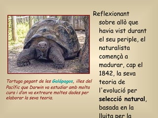 Reflexionant sobre allò que havia vist durant el seu periple, el naturalista començà a madurar, cap el 1842, la seva teoria de l'evolució per  selecció natural , basada en la lluita per la supervivència.   Tortuga gegant de les  Galápagos ,  illes del Pacífic que Darwin va estudiar amb molta cura i d’on va extreure moltes dades per elaborar la seva teoria.   