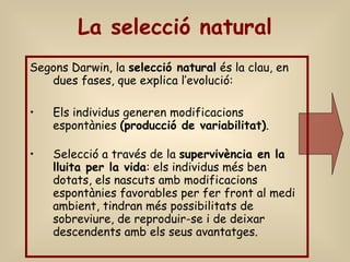 La selecció natural Segons Darwin, la  selecció natural  és la clau, en dues fases, que explica l’evolució:  Els individus generen modificacions espontànies  (producció de variabilitat) .  Selecció a través de la  supervivència en la lluita per la vida : els individus més ben dotats, els nascuts amb modificacions espontànies favorables per fer front al medi ambient, tindran més possibilitats de sobreviure, de reproduir-se i de deixar descendents amb els seus avantatges. 