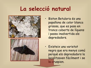 La selecció natural Biston Betularia és una papallona de color blanca grisosa, que es posa en troncs coberts de líquens i passa inadvertida als depredadors. Existeix una varietat negra que era menys comú perquè els depredadors la localitzaven fàcilment i se la cruspien.  
