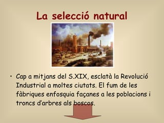 La selecció natural Cap a mitjans del S.XIX, esclatà la Revolució Industrial a moltes ciutats. El fum de les fàbriques enfosquia façanes a les poblacions i troncs d’arbres als boscos. 
