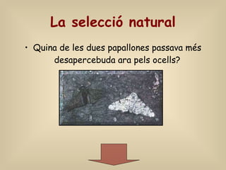 La selecció natural Quina de les dues papallones passava més desapercebuda ara pels ocells? 
