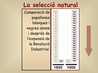 La selecció natural Comparació de papallones blanques i negres abans i després de l’expansió de la Revolució Industrial. 