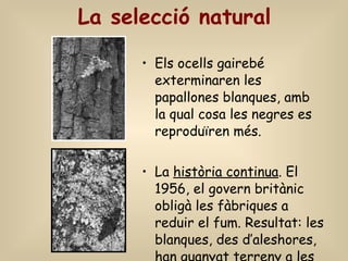 La selecció natural Els ocells gairebé exterminaren les papallones blanques, amb la qual cosa les negres es reproduïren més. La  història continua . El 1956, el govern britànic obligà les fàbriques a reduir el fum. Resultat: les blanques, des d’aleshores, han guanyat terreny a les negres. 