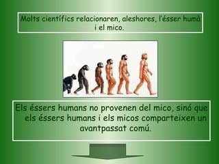Molts científics relacionaren, aleshores, l’ésser humà i el mico.  Els éssers humans no provenen del mico, sinó que els éssers humans i els micos comparteixen un avantpassat comú. 