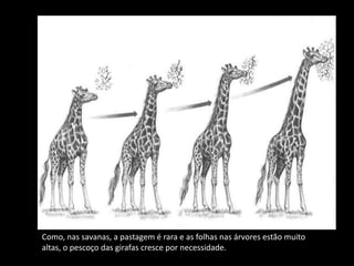 LEI DO USO E DESUSO
               LEI DA HERANÇA DOS CARACTERES ADQUIRIDOS




Como, nas savanas, a pastagem é rara e as folhas nas árvores estão muito
altas, o pescoço das girafas cresce por necessidade.
 
