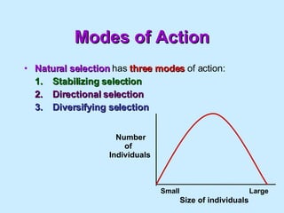 Modes of Action Natural selection  has  three modes  of action: 1. Stabilizing selection 2. Directional selection 3. Diversifying selection Number of Individuals Size of individuals Small  Large 