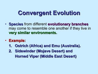 Convergent Evolution Species  from different  evolutionary branches  may come to resemble one another if they live in  very similar environments. Example: 1. Ostrich (Africa) and Emu (Australia). 2. Sidewinder (Mojave Desert) and Horned Viper (Middle East Desert) 