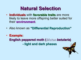 Natural Selection Individuals  with  favorable   traits  are more likely to leave more offspring better suited for their  environment . Also known as  “Differential Reproduction” Example: English peppered moth ( Biston   betularia ) - light and dark phases 