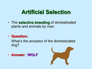 Artificial Selection The  selective breeding  of domesticated plants and animals by man. Question: What’s the ancestor of the domesticated dog? Answer:   WOLF 
