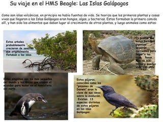 Su viaje en el HMS Beagle: Las Islas Galápagos
Como son islas volcánicas, en principio no había fuentes de vida. Se teoriza que los primeros plantas y cosas
vivas que llegaron a las Islas Galápagos eran hongos, algas, y bacterias. Estos formaban la primera comida
allí, y han sido los alimentos que daban lugar al crecimiento de otros plantas, y luego animales como estos:

Es posible que
estas tortugas
gigantes
seguirán
corrientes para
llegar a las
islas. Pesan
mas de 600
libras y pueden
vivir 100 años.

Estos arboles
probablemente
crecieron de semillas
que originalmente
flotaban a las islas.

Estos pingüinos son los mas pequeños
del mundo y los únicos que cruzan el
ecuador para nadar en el hemisferio
del norte.

Estos pájaros,
conocidos como los
“pinzones de
Darwin” eran la
clave de sus ideas
sobre la evolución.
Existen 13
especies distintos
de estos pájaros
en las islas
Galápagos.

 