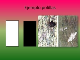 Ejemplo polillas

 