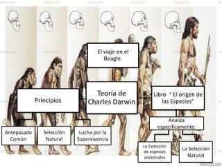 Teoría de
Charles Darwin
El viaje en el
Beagle.
Libro “ El origen de
las Especies”Principios
La Selección
Natural
La Evolución
de especies
ancestrales
Lucha por la
Supervivencia
Selección
Natural
Antepasado
Común
Analiza
específicamente:
 