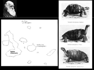 Seleção artificial
• Baseado na sua experiência na seleção
artificial de pombos, Darwin concluiu que
se se pode obter tant...