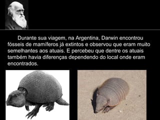 Durante sua viagem, na Argentina, Darwin encontrou
fósseis de mamíferos já extintos e observou que eram muito
semelhantes aos atuais. E percebeu que dentre os atuais
também havia diferenças dependendo do local onde eram
encontrados.
 
