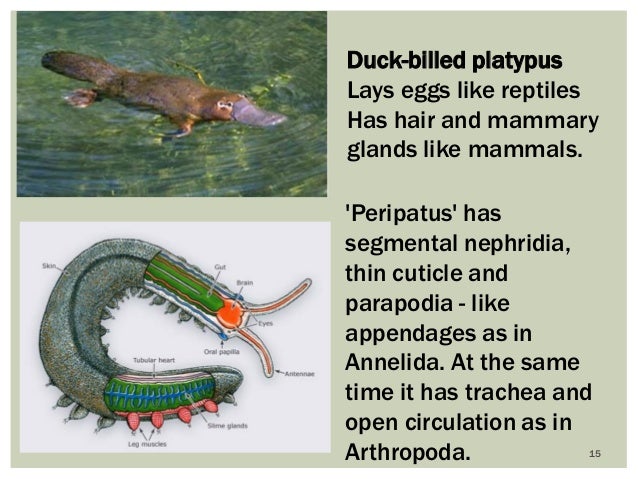 platypus evolution ending platypus evolution ending