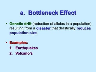 a. Bottleneck Effect
• Genetic drift (reduction of alleles in a population)
resulting from a disaster that drastically reduces
population size.
• Examples:
1. Earthquakes
2. Volcano’s
 