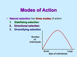 Modes of Action
• Natural selection has three modes of action:
1. Stabilizing selection
2. Directional selection
3. Diversifying selection
Number
of
Individuals
Size of individuals
Small Large
 