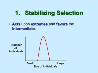 1. Stabilizing Selection
• Acts upon extremes and favors the
intermediate.
Number
of
Individuals
Size of individuals
Small Large
 