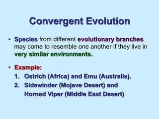 Convergent Evolution
• Species from different evolutionary branches
may come to resemble one another if they live in
very similar environments.
• Example:
1. Ostrich (Africa) and Emu (Australia).
2. Sidewinder (Mojave Desert) and
Horned Viper (Middle East Desert)
 