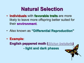 Natural Selection
• Individuals with favorable traits are more
likely to leave more offspring better suited for
their environment.
• Also known as “Differential Reproduction”
• Example:
English peppered moth (Biston betularia)
- light and dark phases
 