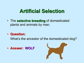 Artificial Selection
• The selective breeding of domesticated
plants and animals by man.
• Question:
What’s the ancestor of the domesticated dog?
• Answer: WOLF
 