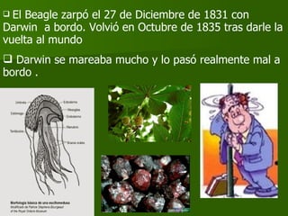 El Beagle zarpó el 27 de Diciembre de 1831 con Darwin  a bordo. Volvió en Octubre de 1835 tras darle la vuelta al mundo Darwin se mareaba mucho y lo pasó realmente mal a bordo .  