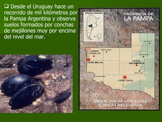 Desde el Uruguay hace un recorrido de mil kilómetros por la Pampa Argentina y observa suelos formados por conchas de mejillones muy por encima del nivel del mar.  
