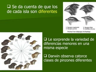 Se da cuenta de que los de cada isla son  diferentes Le sorprende la variedad de diferencias menores en una misma especie Darwin observa catorce clases de pinzones diferentes 