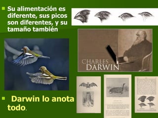 Su alimentación es diferente, sus picos son diferentes, y su tamaño también   Darwin lo anota todo . 