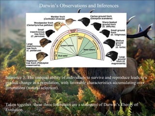 Darwin and-his-theory | PPT