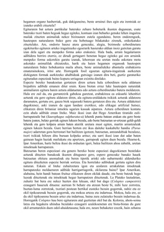 hegamen organo hasberriak, guk dakiguneino, beste arrainei ihes egin eta irentsiak ez
izateko erabili zituztela?
Egituraren bat aztura partikular baterako zeharo hobeturik ikusten dugunean, esate
baterako txori baten hegoak hegaz egiteko, kontuan izan beharko genuke lehen iragaitza
mailak zituzten animaliak nekez biziraunen zutela egundaino, beren ondorengoek,
hautespen naturalaren bidez gero eta hobetuago bilakatuko zirenek, ordezkatuko
zituztelako. Are, ondorio hauxe atera genezake, alegia, bizimodu ezberdinetara
egokituriko egituren arteko iragaitzazko egoerarik hasierako aldian inoiz gutxitan garatu
izan dela ugari eta menpeko forma asko erakutsiz. Hala bada, arrain hegalariaren
adibidera berriro etorriz, ez dirudi gertagarri benetan hegaz egiteko gai zen arrainik
menpeko forma askorekin garatu izanak, lehorrean eta uretan modu askotara mota
askotako animalilak ehizatzeko, harik eta haien hegamen organoak hautespen
naturalaren bidez hobekuntza maila altura, beste animaliekiko abantaila erabakiorra
ematerainokora, iritsi arte. Horregatik fosil egoeran egitura-iragaitzak aurkezten
dizkiguten formak aurkitzeko ahalbideak gutxiago izanen dira beti, guztiz garaturiko
egituradun espezieak baino kopuru urriagoan existitu direlako.
Espezie bereko banakoetan gertatzen diren aztura hala ezberdinen nola aldatuen
bizpahiru adibide emanen ditut orain. Kasu biotan erraz luke hautespen naturalak
animaliaren egitura haren aztura aldatuetara edo aztura ezberdinetako batera moldatzen.
Hala ere zail da, eta garrantzirik gabekoa guretzat, erabakitzea ea eskuarki lehenbizi
azturak eta gero egitura aldatzen diren, ala egitura-eraldaketa txikiek azturak aldatzera
daramaten, gertatu ere, gauza biok seguraski batera gertatzen dira eta. Aztura aldaketeei
dagokienez, aski izanen da egun landare exotikoz, edo elikagai artifizial hutsez,
elikatzen diren britaniar intsektu ugarien kasuak aipatzea. Aztura ezberdinen kontatu
ezin ahala adibide eman liteke. Maiz ikusi izan dut Hego Amerikan tiranido euli-
harrapatzaile bat (Saurophagus sulphuratus-a) lehenik puntu batean erakan eta gero beste
batera joaten, belatz gorriak eginen lukeen bezala, edo beste batzuetan ur-ertzean geldi-geldi
lehenik eta gero kolpera arrain baten atzetik uretara must egiten, martin arrantzaleak
eginen lukeen bezala. Gure herrian berton ere ikus daiteke kaskabeltz handia (Parus
major) adarretan gora herrestari bat bailitzen igotzen; batzuetan, antzandobiak bezalaxe,
txori txikiak hiltzen ditu buruan kolpeka arituz; eta sarri ikusi izan dut adar baten
gainean hagin haziak mailukatu eta apurtzen, garrapoak egiten duen bezala. Hearne-k,
Ipar Amerikan, hartz beltza ikusi du orduetan igeri, balea bailitzen ahoa zabalik, uretan
intsektuak harrapatzen.
Batzuetan beren espezieari eta genero bereko beste espezieei dagozkienen bestelako
azturak dituzten banakoak ikusten ditugunez gero, espero genezake banako hauek
batzuetan ohitura anomaloak eta beren tipotik arinki edo nabarmenki aldenduriko
egitura dituzketen espezie berriak sortzea. Eta horrelako adibideak gertatu egiten dira
naturan. Eskain al liteke zuhaitzetara igon eta azalaren arrakaletan intsektuak
harrapatzeko moldaeraren adibide harrigarriagorik, okilarena baino? Ipar Amerikan,
alabaina, hein handi batean fruituz elikatzen diren okilak daude, eta beste batzuk hego
luzeak dituztenak eta intsektuak hegaz harrapatzen dituztenak. La Platako lautadetan,
zuhaitz bat bera ere nekez hazten den lekuan, okil bat dago (Colaptes campestris)
ezaugarri hauexek dituena: aurrean bi behatz eta atzean beste bi, mihi luze zorrotza,
buztan-luma zorrotzak, txoriari postean bertikal eusteko bezain gogorrak, nahiz eta ez
okil tipikoarenak bezain gogorrak, eta mokoa arteza eta indartsua. Mokoa, hala ere, ez
du okil tipikoarena bezain artez eta indartsua, baina zura zulatzeko bezain indartsua da.
Horregatik Colaptes hau bere egituraren atal guztietan okil bat da. Kolorea, ahots-soinu
latza eta hegakera uhindua bezalako ezaugarri azalekoenetan ere bista-bistan du gure
okil arruntarekin duen odol-ahaidetasuna; hala ere, neure behaketez ezezik, hain zehatza
 