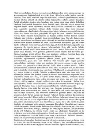 Ahate mokozabalaren (Spatula clypeata) mokoa balearen ahoa baino egitura ederrago eta
konplexuagoa da. Goi-baraila (nik azterturiko alean) 188 xaflatxo mehe elastikoz osaturiko
ilada edo orrazi batez horniturik dago alde bakoitzean, xaflatxook puntazorrotzak izateko
moduan albotara ebakirik eta ahoaren ardatz nagusiarekiko zeharka jarririk daudelarik.
Xaflok ahosabaitik ateratzen dira, barailaren alde bietara mintz zaluz loturik. Erdialdera
daudenak dira luzeenak, luzeran hatz heren dutelarik, eta 0,14 hatzeko luzeran irtetzen dira
hegalaren azpitik. Beren oinaldeetan, albotara zeharka dauden xaflatxoen ilada labur bat
dute. Aipaturiko alderdietan balearen ahoko bizarren antza dute; baina mokoaren
muturraldean oso ezberdinak dira, barrurantz egiten baitute, beherantz zuzen egin beharrean.
Ahate mota honen buru osoa, paregabeki txikiagoa den arren, bitarteko Balaenoptera
rostrata baten buruaren hamazortzirena da luzeran, espezie honetan bizarrak luzeran
bederatzi hatz besterik ez direlarik; beraz, mokozabalaren burua bitarteko Balaepnotera
rostrata batena bezain luze bihurtuz gero, xaflatxoek sei hatz lituzkete luzeran, hau da, bale
espezie honen bizarren luzeraren bi heren. Mokozabalaren behe-baraila goikoen luzera
bereko xaflatxoez, baina meheagoz, horniturik dago, eta horrela horniturik dagoelako alde
nabarmena du bizarrik gabeko balearen behe-barailatik. Beste alde batetik, beheko
xaflatxook hariturik daude zurda puntazorrotzak eratuz, horrela, hain zuzen ere bizarren
plaken antza dutelarik. Prion generoan, potorroen familia bereziko kide bat berau, goi-
baraila, hegalaren azpitik irtetzen diren ongi garaturiko xaflatxoez hornitua dago, alde
honetatik txori honen mokoak balearen ahoaren antza duelarik.
Bahetzeko egokitasunari dagokionez (Salvin jaunak igorri dizkidan berri eta
espezimenetatik jakin ahal izan dudanez) eten handirik gabe iragan gaitezke
mokozabalaren mokoaren egitura oso garatutik, Merganetta armata-ren eta, aspektu
batzuetan, Aix sponsa-ren mokoa bitarteko direla, ahate arruntaren mokora. Azken
espezie honetan, xaflatxoak mokozabalean baino askoz zakarragoak dira, eta barailaren
alde bietan tinko eutsirik daude; alde bakoitzean 50 bat besterik ez dira, eta ez dira fitsik
ere irteten hegalaren azpitik. Gainalde errektangeluarra dute, eta ehun gogor eta
zeharrargiz jantziak dira, jatekoa xehetzeko bailiren. Behe-barailaren hegaletan zehar
tolesturatxo mehe asko doaz, oso gutxi irteten direnak. Horrela, ahatearen mokoa
bahetzat mokozabalarena baino askos eskasagoa den arren, hala ere txori honek,
edonork dakien moduan, taigabe erabiltzen du mokoa horrexetarako. Badira beste
espezie batzuk, Salvini entzun diodanez, xaflatxoak ahate arruntak baino askoz gutxiago
garaturik dituztenak; baina ez dakit mokoa ura bahetzeko erabiltzen dutenentz.
Familia bereko beste talde bat aztertzera joz, Egiptoko antzarraren (Chenalopex)
mokoak ahate arruntarenaren antz handia du; baina xaflatxoak ez dira hain ugariak, ez
hain elkarren ezberdinak, ezta barrurantz hainbestean gaintzen direnak ere; hala ere
antzar honek, E. Barlett jaunak esan didanez, "ahateak bezala erabiltzen du mokoa ura
alde bietara botatzeko". Haren jateko printzipala, hala ere, belarra da, eta antzar arruntak
bezala ebakitzen du. Azken hegazti honen goi-barailako xaflatxoak askoz zakarragoak
dira, antzar arruntarenak baino, alde bakoitzean 27 inguru eta ia leku berera doazenak
direlarik, eta goialdean hortz antzeko irtenuneak dituztelarik. Ahosabaia ere irtenune
biribil eta gogorrez beterik dauka. Behe-barailaren hegalek hortz-zerra bat egiten dute,
ahatearenak baino hortz irtenago, zakarrago eta zorrotzagoak direlarik. Antzar arruntak
ez du urik bahetzen, eta mokoa belarra erauzi edo ebakitzeko bestetarako ez du
erabiltzen, honetarako hain ongi moldatzen delarik, non belarra ia beste ezein animaliak
baino arrasago ebaki dezakeen. Badira beste antzar espezie batzuk, Barllet-ek diostanez,
xaflatxoak antzar arruntak bezainbatean garaturik ez dituztenak.
Ikusten dugu, bada, ahate familiako espezie bat, mokoa antzar arruntarena bezala egina
eta belarra jateko soilik moldatua duena, eta are xaflatxo ez hain garatudun mokoa duen
espezie bat, aldaketa txikika Egiptoko antzarra bezalako espezie bilaka daitekeela; hau,
 