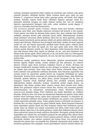 instintua, hautespen naturalaren bidez sendotu eta iraunkortu egin zitekeen xede guztiz
ezberdin baterako: esklabuak hazteko. Behin instintua hartuz gero, nahiz eta gure
britaniar F. sanguinea-n berean baino askoz gutxiago garatu -eta honek, ikusi dugun
moduan, Suitzako espezie berak baino esklabuen laguntza gutxiago izaten du-,
hautespen naturalak areagotu eta eralda zitekeen instintu hau, beti ere eraldaketa
bakoitza espeziearentzat baliagarri dela jorik, erabat esklabuen mende dagoen F.
rufescens-a bezalako inurri bat formatzeraino.
Erle arruntaren gelaskak egiteko instintua.- Hemen, kontu honi buruzko xehetasun
meheetan sartu barik, atera ditudan ondorioen zirrimarra bat besterik ez dut emanen.
Tentel galanta izan behar du abaraska baten egitura fina, duen xederako hain bikanki
moldatua, mirespen berorik gabe aztertzeko gauza denak. Matematikariek dioskute
erleek praktikan soluzionatu dutela problema sakon bat eta, beren gelaskak, eraiketan
ahalik argizari preziaturik gutxien gastatuz ahalik ezti gehien edukitzeko moduko forma
emanez egin dituztela. Ohartarazi izan da langile trebe batek, lanabes eta neurri egokiak
izanik ere, oso zail lukeela argizarizko gelaskak behar bezala egiten, erlateria handi
batek, erlauntza ilun baten lan eginik ere, hori egin egiten duen arren. Nahi diren
instintu guztiak dituztela emanik ere, lehen begiratuan erabat bururaezina dirudi nola
egin ahal dituzten behar diren angelu eta planoak, eta are, nola jakin dezaketen noiz
dauden behar bezala eginik. Baina zailtasuna ez da, ezta hurrik eman ere, lehenengotan
ematen duen adinakoa; badago frogatzerik, nik uste, lan eder hau instintu xume gutxiren
ondorio dela.
Waterhouse jaunak, gelaskaren forma aldameneko gelasken presentziarekin lotura
hertsian dagoela frogatu zuenak, eraman ninduen gai hau aztertzera, eta ondoren
datozen eritziak agian haren teoriaren eraldaketa hustzat jo litezke. Kontuan har
dezagun mailaketaren hastapen handia eta ikus dezagun ea naturak ez digun agertzen
lan egiteko duen metodoa. Serie motx baten mutur batean erlastarrak ditugu, beren
kusku zaharrak eztia gordetzeko erabiltzen dituztenak, haiei batzuetan argizarizko tutu
motxak erantsi eta argizarizko gelaska bereizi eta irregularki biribilduak ere egiten
dituztelarik. Seriaren beste muturrean erle arruntaren gelaskak ditugu, ilada bikoitzean
kokatuak: gelaska bakoitza, oso jakina denez, prisma hexagonal bat da, bere sei
aurpegien oinarriko ertzak alakatuak dituena, hiru erronbok osaturiko piramide
alderantzikatu batekin elkartzeko moduan. Erronbook zenbait angelu dituzte, eta
abaraskaren alde bateko gelaska baten oinarria osatzen duten hirurak beste aldeko
alboko hiru gelaskaren oinarria osatzen sartzen dira. Seriean, erle arruntaren puntako
hobezintasunaren eta erlastarraren xumetasunaren artean, Mexikoko Melipona
domestica-ren gelaskak ditugu, Pierre Huberrek arta handiz deskribatu eta irudikatu
dituenak. Melipona bera, erle arrunt eta erlastarraren bitartekoa da egituraz, baina azken
honekin lotura hertsiagoa duena; egiten duen argizarizko abaraska, ia erregularra da,
kumeak ateratzeko erabiltzen diren gelaska zilindrikoek, eta, gainera, eztia gordetzeko
zenbait argizarizko gelaskak osatua. Azken gelaska hauek ia esferikoak eta tamainuz ia
berdinak dira, eta masa irregular bat eginez bildurik daude. Baina hauteman beharreko
puntu inportantea gelaska hauek beti bata bestearen ondoan hain hurbiltasun neurtuz
eginak izatea da, halatan non esferak osamaituak izan balira, batak bestea ebaki edo
apurtu zuketen; baina hau ez da sekula gertatzen, erleek elkar ebakitzera doazen esferen
artean argizarizko horma lau-lauak eraikitzen dituztelako. Horregatik, gelaska bakoitzak
kanpoaldera zati esferiko bat, eta bizpahiru gainazal lau edo gehiago ditu, alboan dituen
gelasken arabera. Gelaska bat beste hiruren gainean geratzen denean, esferak tamainu
bertsukoak direlako, sarri nahitaez gertatzen den kontua berau, hiru gainazal lauek
piramide bat osatzen dute; eta piramide hau, Huberrek ohartarazten duen moduan, erle
arruntaren gelaskaren hiru aurpegiko oinarri piramidalaren imitazio trauskil nabaria da.
 