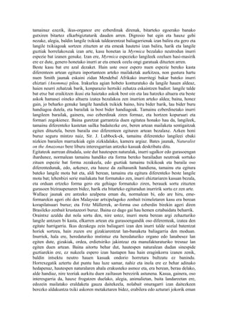 tamainuz ezezik, ikus-organoz ere ezberdinak direnak, bitarteko egoerako banako
gutxiren bitartez elkarbigiztaturik dauden arren. Digresio bat egin eta hauxe gehi
nezake, alegia, baldin langile txikiak taldearentzat baliagarrienak izan balira eta gero eta
langile txikiagoak sortzen zituzten ar eta emeak hautetsi izan balira, harik eta langile
guztiak horrelakoxeak izan arte, kasu honetan ia Myrmica bezalako neutrodun inurri
espezie bat izanen genuke. Izan ere, Myrmica espezieko langileek ozeluen hasi-masirik
ere ez dute, genero honetako inurri ar eta emeek ozelu ongi garatuak dituzten arren.
Beste kasu bat ere azal dezaket. Hain uste osoz espero nuen espezie bereko kasta
diferenteen artean egitura inportanteen arteko mailaketak aurkitzea, non gustura hartu
nuen Smith jaunak eskaini zidan Mendebal Afrikako inurritegi bakar bateko inurri
ehiztari (Anomma) piloa. Irakurlea agian hobeto konturatuko da langile hauen aldeaz,
haien neurri zehatzak barik, konparazio hertsiki zehatza eskaintzen badiot: langile talde
bat etxe bat eraikitzen ikusi eta haietako askok bost oin eta lau hatzeko altuera eta beste
askok hamasei oineko altuera izatea bezalakoa zen inurrion arteko aldea; baina, honez
gain, jo beharko genuke langile handiek txikiek baino, hiru bider barik, lau bider buru
handiagoa dutela, eta barailak ia bost bider handiagoak. Tamainu ezberdinetako inurri
langileen barailak, gainera, oso ezberdinak ziren formaz, eta hortzen kopuruari eta
formari zegokienez. Baina guretzat garrantzia duen egitatea honako hau da, langileek,
tamainu diferenteko kastetan sailka badaitezke ere, beren artean mailaketa sentigaitzak
egiten dituztela, beren baraila oso diferenteen egituren artean bezalaxe. Azken honi
buruz seguru mintzo naiz, Sir. J. Lubbock-ek, tamainu diferenteko langileei ebaki
nizkien barailen marrazkiak egin zizkidalako, kamera argiaz. Bates jaunak, Naturalist
on the Amazonas bere liburu interesgarrian antzeko kasuak deskribatu ditu.
Egitateok aurrean ditudala, uste dut hautespen naturalak, inurri ugalkor edo gurasoengan
ihardunez, normalean tamainu handiko eta forma bereko barailadun neutroak sortuko
zituen espezie bat forma zezakeela, edo guztiak tamainu txikikoak eta baraila oso
diferentedunak, edo, azkenez, eta hauxe da zailtasunik handiena, tamainu eta egitura
bateko langile mota bat eta, aldi berean, tamainu eta egitura diferenteko beste langile
mota bat; lehenbizi serie mailakatu bat formatuko zen, inurri ehiztariaren kasuan bezala,
eta orduan ertzeko forma gero eta gehiago formatuko ziren, berauek sortu zituzten
gurasoen biziraupenaren bidez, harik eta bitarteko egituradun inurririk sortu ez zen arte.
Wallace jaunak ere antzeko azalpena eman du, normalean bi, edo are hiru, eme-
formarekin ageri ohi den Malaysiar artxipelagoko zenbait tximeletaren kasu era berean
korapilatsuari buruz; eta Fritz Müllerrek, ar-forma oso ezberdin birekin ageri diren
Brasileko zenbait krustazeori buruz. Baina ez dago gai hau hemen eztabaidatu beharrik.
Oraintxe azaldu dut nola sortu den, nire ustez, inurri mota berean argi zehazturiko
langile antzuen bi kasta, elkarren artean eta gurasoengandik oso diferenteak, izatea den
egitate harrigarria. Ikus dezakegu zein baliagarri izan den inurri talde sozial batentzat
horiek sortzea, hain zuzen ere gizakiarentzat lan-banaketa baliagarria den moduan.
Inurriek, hala ere, heredaturiko instintuz eta heredaturiko organo edo lanabesez lan
egiten dute, gizakiak, ordea, erdietsiriko jakintzaz eta manufakturaturiko tresnaz lan
egiten duen artean. Baina aitortu behar dut, hautespen naturalean dudan sinespide
guztiarekin ere, ez nukeela espero izan hastapen hau hain eraginkorra izanen zenik,
baldin intsektu neutro hauen kasuak ondorio horretara bultzatu ez banindu.
Horrexegatik aztertu dut puntu hau luze samar, nahiz eta inola ere ez behar adinako
hedapenaz, hautespen naturalaren ahala erakusteko asmoz eta, era berean, berau delako,
alde handiaz, nire teoriak aurkitu duen zailtasun berezirik astunena. Kasua, gainera, oso
interesgarria da, hauxe frogatzen duelako, alegia, animalietan, baita landareetan ere,
edozein mailatako eraldaketa gauza daitekeela, nolabait onuragarri izan daitezkeen
berezko aldakuntza txiki askoren metaketaren bidez, erabilera edo azturari jokorik eman
 