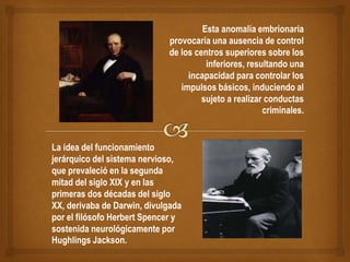 Esta anomalía embrionaria
provocaría una ausencia de control
de los centros superiores sobre los
inferiores, resultando una
incapacidad para controlar los
impulsos básicos, induciendo al
sujeto a realizar conductas
criminales.
La idea del funcionamiento
jerárquico del sistema nervioso,
que prevaleció en la segunda
mitad del siglo XIX y en las
primeras dos décadas del siglo
XX, derivaba de Darwin, divulgada
por el filósofo Herbert Spencer y
sostenida neurológicamente por
Hughlings Jackson.
 