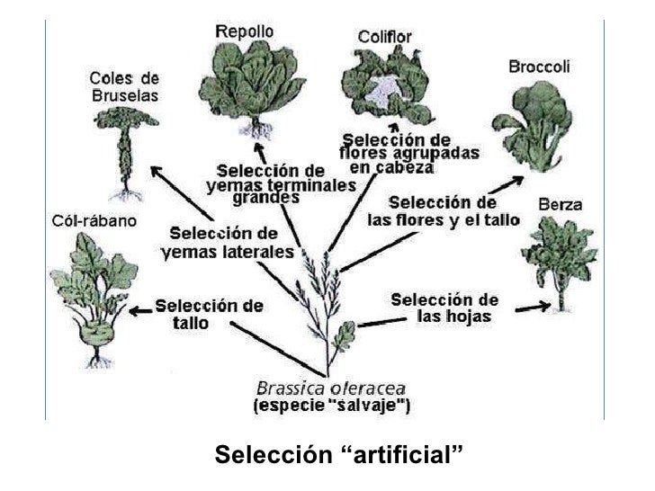 Resultado de imagen de seleccion artificial de cultivos y cultivos transgenicos