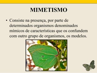 MIMETISMOConsiste na presença, por parte de determinados organismos denominados mímicos de características que os confundem com outro grupo de organismos, os modelos.